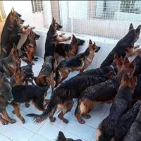 ۳۰قلاده سگ اصیل ،بلک و دو رنگ