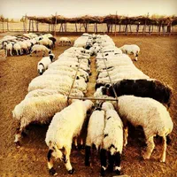گوسفند داری زنده سید در کرج همه روزه فعال|حیوانات مزرعه|کرج, گلشهر|دیوار