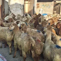 گوسفند زیرنظرشهرداری قلم شهرک یاس زنده باغستان|حیوانات مزرعه|کرج, شهرک یاس جنوبی|دیوار