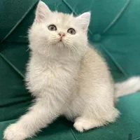 بچه گربه های بریتیش سیلور و گلد