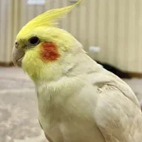 عروس هلندی گمشده