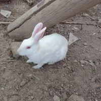 واگذاری خرگوش