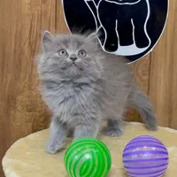 بچه گربه های نژاد دار و زیبا|گربه|بندر انزلی, چهارفریضه|دیوار