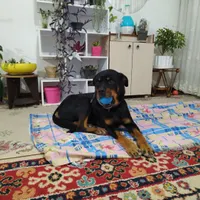 سگ نژاد روتوایلر|سگ|شاهین‌شهر, شهرک گلدیس|دیوار