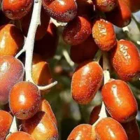 نهال های سنجد حاج حسینی گلدانی آماده کاشت|خدمات باغبانی و درختکاری|اصفهان, زاجان|دیوار