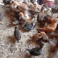 جوجه محلی کرچ شو 35روزه وهفتگی|حیوانات مزرعه|رامیان, |دیوار
