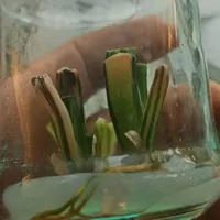 کشت tissue culture، کشتبافت|گل و گیاه طبیعی|تهران, سرو آزاد|دیوار