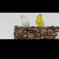 گمشده پرنده مرغ عشق سفید یکشنبه درمحدودیه مکریان