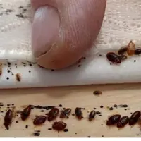 سمپاشی کلاسیک