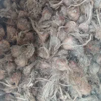 پیاز زعفران