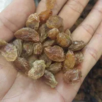 خرید و فروش عمده مویز و کشمش پاک کرده|عمده‌فروشی|شیراز, فرگاز|دیوار