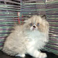 شهر گربه های آپارتمانی(پرشین بریتیش اسکاتیش رگدال)|گربه|رشت, گلسار|دیوار