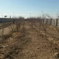 زمین باغی دارم برای فروش معاوضه با ماشین هم داریم|فروش زمین و ملک کلنگی|مشهد, توس|دیوار