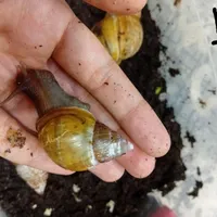 حلزون البینو مناسب برای پوست