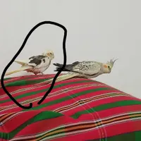 عروس هلندی ابلق گمشده