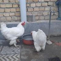 مرغ و خروس|حیوانات مزرعه|بهار, |دیوار