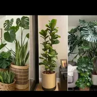 خدمات رسیدگی گل درمحل ۱۵ سال تجربه تعویض خاک گلدان|خدمات باغبانی و درختکاری|تهران, نیاوران|دیوار