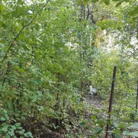 زمین سند دار در جاده چالوس|فروش زمین و ملک کلنگی|آسارا, |دیوار