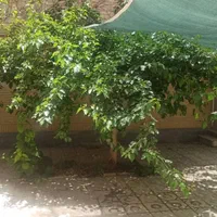 ویلایی ۳طبقه ، ۵خواب ، درب ساخت ، میرزا نصیر|فروش خانه و ویلا|اصفهان, پروین|دیوار