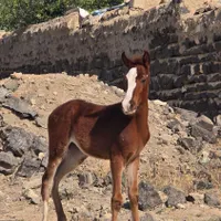 کره اسب