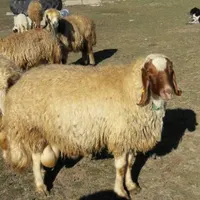 کارگر دامداری(چوپانی)