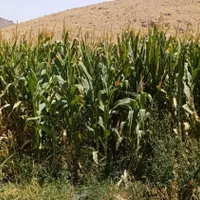فروش ذرت علوفه ای