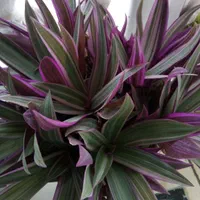 مغازه ۱۲ متری سقف بلند جای