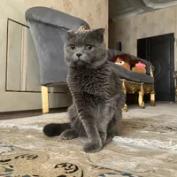 گربه اسکاتیش