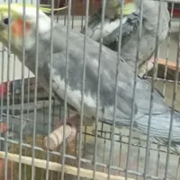 عروس هلندی گم شده