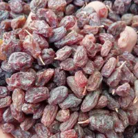 خریدوفروش عمده کشمش و مویز آفتابی درجه یک|عمده‌فروشی|شیراز, گویم|دیوار