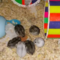 تخفیف بلک فرایدی ۴ روز تا پایان همستر کمپل و سوری|موش و خرگوش|ایلام, |دیوار