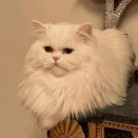 گربه پرشین