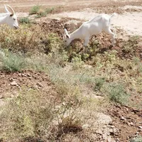 بز سانن جوان|حیوانات مزرعه|تربت جام, میان جام|دیوار