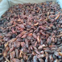 کشمش گله افتابی(کشمش زر) خرما و خمیر خرمادرمصلی