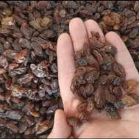 مرکز پخش انواع کشمش ،شیره ،خمیر خرما،مخمر،گلیسیرین|خوردنی و آشامیدنی|کرج, شهرک بنفشه|دیوار