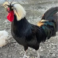 فروش سفارشی تخم مرغ سلطان و لهستانی|حیوانات مزرعه|رشت, بازار|دیوار
