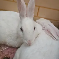 خرگوش
