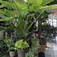 خدمات باغبانی و گل کاری وتعویض خاک گلدان درمنزل|خدمات باغبانی و درختکاری|تهران, باغ خزانه|دیوار