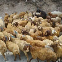 گوسفند تهران وکل کرج *زنده دام *ارسال|حیوانات مزرعه|تهران, وردآورد|دیوار