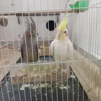 دو عدد عروس هلندی نر و ماده