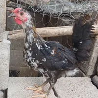 نیمچه خروس گلین|حیوانات مزرعه|مبارکه, |دیوار