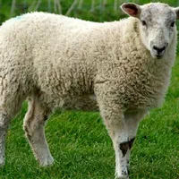 گوسفندمغان‌نروماده چاق گوشتی باترازودرمحل