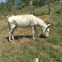 نرخراخته باری