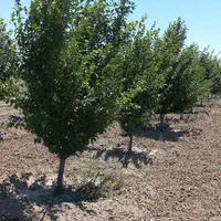باغ درفریمان سنددار قطعه ای ویکجا|فروش زمین و ملک کلنگی|مشهد, امیر المومنین|دیوار