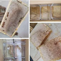 عسل طبیعی بصورت عمده وخرده/گون /چهل گیاه/ کنار|عمده‌فروشی|شیراز, گلشن|دیوار