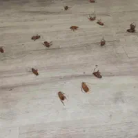 سم پاشی حشرات منزل به صورت تضمینی|خدمات نظافت|سیرجان, |دیوار