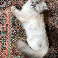 گربه 2روزه گم شده حوالی تازه شهر