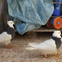 کفتر طوقی