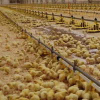 ارسال جوجه مستقیم به مشهدجوجه گوشتی|حیوانات مزرعه|مشهد, امام رضا (ع)|دیوار