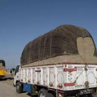 باگاس نیشکر کاه نیشکر جایگزین کاه گندم،. بصرفه|حیوانات مزرعه|اصفهان, آزادگان|دیوار